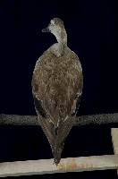 Spot-billed Duck Collection Image, Figure 8, Total 13 Figures